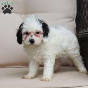 Jordan, Cavapoo Puppy